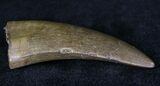 Nicely Serrated Tyrannosaur Tooth - Montana #21353-2